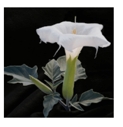 160 Foto-Kreuzworträtsel Lösungen