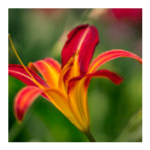 667 Wörter Lösungen